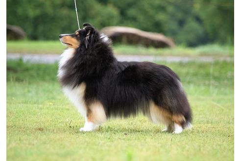 販売中のシェットランドシープドッグ(シェルティ)の親犬